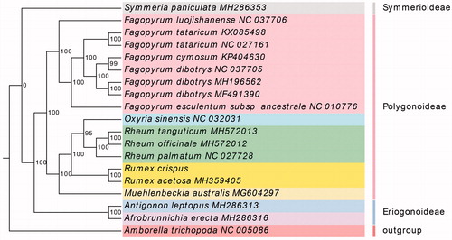 Figure 1. Maximum-likelihood phylogenetic tree constructed with 80 protein-coding genes of 19 species. Numbers at nodes are values for bootstrap support.