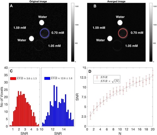 Figure 6 Statistical analysis of SNR voxels of original and averaged MR images. T2W scan (with TE= 90 ms, TR = 3000 ms) of the original (A) and averaged (B) MR images, respectively, with blue and red circles indicating region of interest used to calculate SNR histograms for the lowest FH [Fe], 0.7 mM; (C) SNR voxel histograms of original and averaged images; (D) SNR values as a function of number of images used in averaging. The dashed line indicates the expected SNR increase with .Abbreviation: SNR, signal-to-noise ratio.