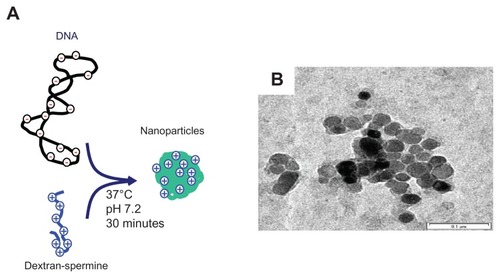 Figure 1 (A) Schematic illustration of nanoparticle formation, and (B) transmission electron microscopy image of dextran-spermine-plasmid DNA nanoparticles.Note: The concentration of plasmid DNA is 10 μg/mL.