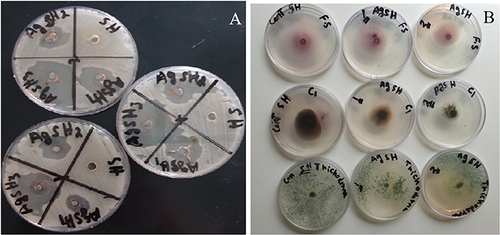 Figure 7 Observable clear zones produced by green synthesised AgNPs and N. procumbens extract against cultured pathogens: (A) gram-positive and gram-negative bacteria and (B) fungi evaluated by agar well diffusion assay.