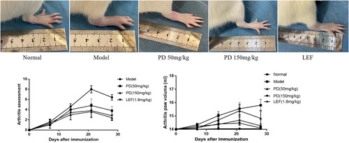 Figure 2. Arthritis score and paw volume. A–E: Normal; Model; PD (5 mg/kg); PD (15 mg/kg); LEF (1.8 mg/kg) treatments. F and G: the effects of each group at arthritis score and paw volume.