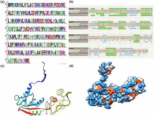 Figure 3. Primary sequence analysis and homology modeling of Mrt4. (a) WebLogo creates graphical representations of multiple sequence alignment, sequence similarity and conversation. Acidic, basic and hydrophobic amino acids are represented with green, red and black, respectively. (b) Template known secondary structure (3J65) was identified from Phyre2 and used to predict the secondary structure of recombinant Mrt4 protein. (c) The secondary structure of Mrt4 protein generated through Swiss-MODEL homology modeling. (d) The surface view model of Mrt4 having columbic surface coloring using UCSF chimera. White color indicates the hydrophobic patches, blue color indicates the positively charged surface and red color indicates the negatively charged surface.