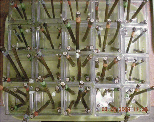 FIGURE 1 ‘Edelweiss’ single-bud cuttings placed in GA7 containers containing forcing solution (color figure available online).