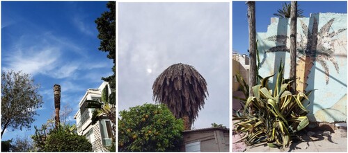 Figure 3. Left to Right: Old North (2016); Yad Eliyahu (2016); Agave (2016).