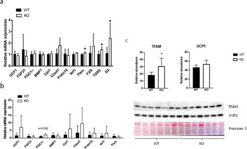 Figure 7. Gene and protein expression in BAT and WAT of Cyp8b1+/+ (WT) and Cyp8b1−/- (KO) mice. mRNA levels were analysed with real-time quantitative PCR in (a) interscapular BAT and (b) subcutaneous WAT of HFD-fed Cyp8b1+/+ (WT) and Cyp8b1−/- (KO) mice. (c) Protein levels of TFAM and UCP1 were measured by Western blot analysis. The intensity of the respective band was quantified and 567normalized to the intensity of the Ponceau S staining. Data is shown as mean ± SD, n = 5–7. * = p < 0.05