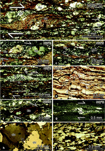 Figure 7. Photomicrographs of granite mylonites and ultramylonites forming the Gerni shear zone. (a) S–C-type shear bands and asymmetrical feldspar porphyroclasts. S-planes are defined by smeared out biotite and sericite trails oblique to the C-planes. Note the similarity of deformation patterns outlined by trajectory of foliation planes to those plotted on the structural map in Figure 6(a). (b) Mantled porphyroclasts enclosed by biotite trails and obliquely oriented, dynamically recrystallised quartz grains. (c) C′-type shear bands well defined by truncated biotite ribbons. (d) Oblique quartz grain-shape foliation and isoclinal folds in quartz aggregates. (e) Microfaults with normal component overprinting the mylonitic foliation. (f) A truncated biotite fish confined between C′-type shear planes. (g) A brittlely fractured, relatively large δ-type quartz porphyroclast with stair stepping in ultramylonites. (h) Bulging recrystallisation (BLG) of quartz grains in granite mylonites (i) Polycrystalline quartz grains formed by subgrain rotation recrystallisation (SGR). All kinematic indicators display normal-dextral shear sense. Crossed polarised light except for Figure 7(e). Sections are parallel to the mineral lineation and normal to the foliation. qtz: quartz, bio: biotite, fsp: feldspar.