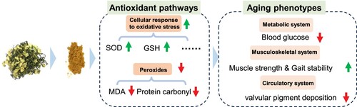 Figure 7. Summary figure of AKWE on the improvement of mice aging phenotype. AKWE exerts antiaging effects by targeting multiple redox signaling pathway, leading to an improvement in aging mouse phenotype.