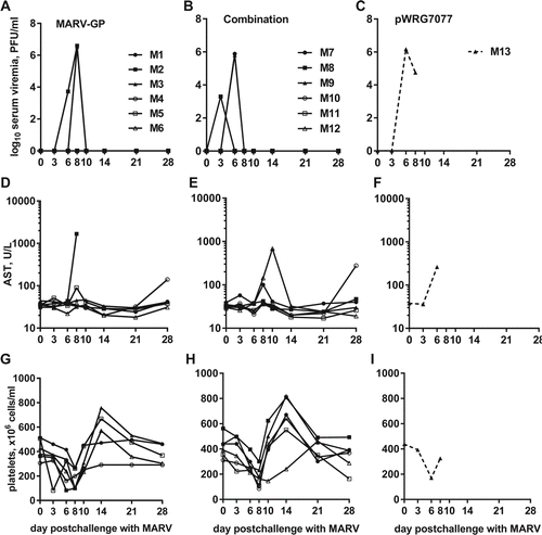 Figure 7. Viremia, AST levels, and platelet counts of MARV-challenged macaques. Whole blood was collected from nonhuman primates at the indicated time points post challenge with MARV. The measured parameters for each animal are shown grouped by vaccine that was administered: (A, D, G) EBOV-GP; (B, E, H) Combination; (C, F, I) pWRG7077. Serum viremia was determined by standard filovirus plaque assays.