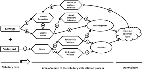 Figure 4. Conceptual model on effects of sewage discharges and siltation on creation of hot spots of CH4 emissions by bubbles.