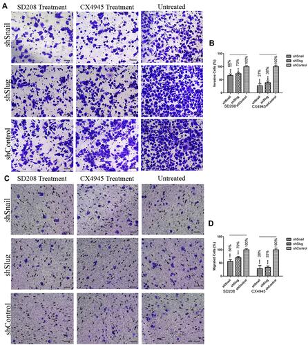 Figure 8 EMT-ATF silencing accompanied by small molecule inhibitors decreases the invasiveness and mobility of AsPC-1 cells. Microscope images of invaded (A) and migrated (C) AsPC-1 cells after different treatments. Graphical representation of invaded (B) and migrated (D) cell percentages (***p<0.001). Scale bar represents 100 μm.