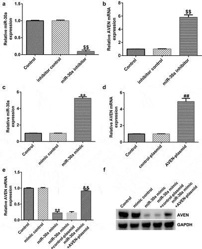 Figure 3. MiR-30a negatively regulated AVEN expression(a). Quantitative reverse transcription-polymerase chain reaction (qRT-PCR) analysis of miR-30a levels in inhibitor control or miR-30a inhibitor transfected decidua MSCs (dMSCs). (b). Detection of AVEN expression in inhibitor control or miR-30a inhibitor transfected dMSCs using qRT-PCR. (c). qRT-PCR analysis of miR-30a levels in mimic control or miR-30a mimic transfected dMSCs. (d). Detection of AVEN expression in control-plasmid or AVEN-plasmid transfected dMSCs using qRT-PCR. Expression of AVEN in the mimic control, miR-30a mimic, control-plasmid, or AVEN-plasmid transfected dMSCs using qRT-PCR (e) and western blot assay (f). $$P < 0.01 vs. inhibitor control group; **P < 0.01 vs. mimic control group; ##P < 0.01 vs. control-plasmid group; &&P < 0.01 vs. miR-30a mimic+control-plasmid group.