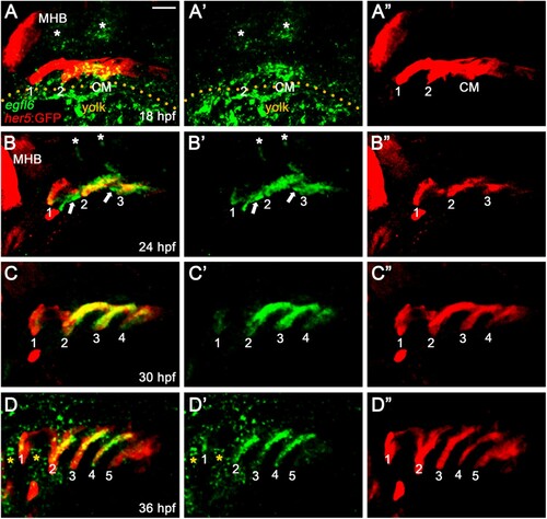 Figure 1. Expression of egfl6 in pouch formation. (A-D) Fluorescence in situ hybridization of egfl6 (green) in conjunction with the GFP immunohistochemistry (red) in wild-type Tg(her5:GFP) animals. (A) At 18 hpf, egfl6 expression is seen in the her5-positive second (2) pouch and the posterior cell mass (CM), with no egfl6 expression seen in the first (1) pouch. egfl6 expression is also seen in the developing hindbrain (asterisks). Note of non-specific green staining in the yolks (dotted line). (B) At 24 hpf, egfl6 is expressed in all three her5-positive pouches (1-3), with new egfl6 expression appearing in the mesoderm between pouches (arrows). egfl6 expression is still seen in the developing hindbrain (asterisks). (C) At 30 hpf, egfl6 expression is only observed in all four her5-positive pouches (1-4), with the egfl6 expression in the mesoderm gone. (D) At 36 hpf, egfl6 is expressed in all pouches, with its expression in the fifth (5) pouch being faint. Also, unidentified tissues adjacent to the first (1) and second (2) pouches express egfl6 (asterisks). Note that the sixth pouch is barely seen at the level of tissues. MHB: midbrain−hindbrain boundary. (A′–D′) Green channel only. (A”–D”) Red channel only. Scale bar: 40 μm.