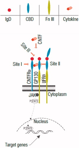 Figure 1. Schematic diagram of CNTF receptor and its signalling pathway. First, CNTF binds to site I by cytokine-binding domain (CBD) of CNTFRα, then the complex of CNTF-CNTFRα interacts with CNTF site II-gp130 and site III-LIFRβ immunoglobulin domain (IgD) that trigger the activation of the gp130, LIFRβ and signaling chains through Jak-STAT pathway. Note: Fn III: fibronectins type-III domain.