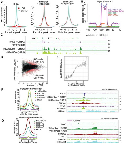 Figure 4. Effects of BET inhibition by JQ1 on BRD2 and H4K5acK8ac sites. (A) Treatment with 500 nM JQ1 for 24 hours led to global reduction of BRD2 binding sites (left) but not H4K5acK8ac at promoter (middle) or enhancer (right) regions. Average normalized read intensities of BRD2 and H4K5acK8ac ChIP-seq from JQ1 (red) or DMSO (blue)-treated cells were plotted on the BRD2 or H4K5acK8ac peaks derived from untreated cells, respectively. (B) Enrichment of H4K5acK8ac and BRD2 signal in the super-enhancer upon JQ1 treatment. (C) Genome browser view of BRD2 binding (top) and H4K5acK8ac signal (bottom) around the MYC-PVT1 loci in the JQ1- and DMSO treated cells. (D) MA scatter plot showing the log2 fold changes (log2FC >1 or >-1, FDR <0.05) of 535 increased and 1,256 reduced H4K5acK8ac peaks upon JQ1 treatment (y-axis) vs mean intensity (x-axis). (E) Relationship between changes in the H4K5acK8ac ChIP-seq peak signal (log2FC, x-axis) and the expression changes of their associated genes (log2FC, y-axis) upon JQ1 treatment. (F) Enrichment of H3K4me3, H3K27ac, H3K4me1 and BRD2 within ±5 kb from the summit of peaks with increased H4K5acK8ac signal (n = 553) upon JQ1 treatment, shown by normalized average profile. Example of the affected regions is shown on the right. (G) Enrichment of promoter and enhancer marks within ±5 kb from the summit of peaks with H4K5acK8ac decreased signal (n = 1,256). Example of the affected regions is shown on the right.