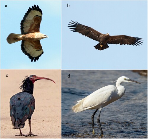 Figure 4 Key birds exploited at WF16 and referred to in the text: (a) Steppe Buzzard (photo: F. Khoury); (b) Steppe Eagle (photo: F. Khoury); (c) Northern Bald Ibis (photo: Charles J. Sharp at Wikimedia Commons CC BY-SA 4-0 EDIT); (d) Litte Egret (photo: Bengt Nyman via Flickr CC By 2-0300).