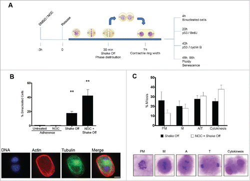 Figure 1. Cytokinesis in suspension produces binucleated cells. (A) Experimental schedule. (B) Frequency of binucleated cells in MRC-5 cultures grown in adherence with or without a 3hr NOC treatment (Adherence) or after mitotic shake off and cytokinesis in suspension (Shake off) with or without a 3hr NOC pre-treatment (see experimental schedule). Binucleated cells were identified by actin and tubulin staining. DNA was counterstained by DAPI. Results shown are the mean ± SEM of 4 independent experiments. **P <0.01 (Student's t-test, vs. untreated). (C) Frequencies of the different mitotic stages after detachment from the substrate with or without a 3hr NOC pre-treatment. The different mitotic stages are depicted in the images. PM: prometaphase, M: metaphase, A: anaphase, T: telophase. Results shown are the mean ± SEM of 4 independent experiments. Scale bar = 5 μm.