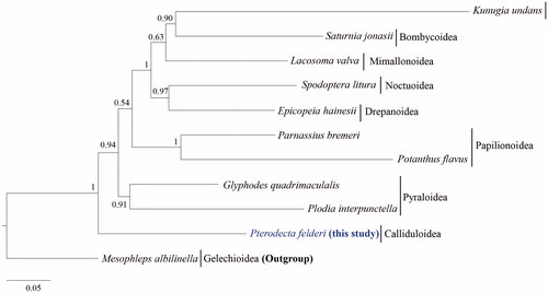 Figure 1. Phylogenetic tree of Obtectomera. Bayesian inference (BI) method was used for phylogenetic analysis based on the concatenated 13 PCGs and 2 rRNA genes (12,514 bp) using three partition schemes. The numbers at node indicate the Bayesian posterior probabilities (BPPs) determined by the BI method. The scale bar indicates the number of substitutions per site. Mesophleps albilinella belonging to Gelechiidae (KU366707; Park et al. Citation2016) was utilized as the outgroup. GenBank accession numbers are as follows: Pterodecta felderi, MT370823 (This study); Spodoptera litura, JQ647918 (Wan et al. Citation2013); Saturnia jonasii, MF346379 (Kim et al. Citation2018); Kunugia undans, KX822016 (Kim et al. Citation2017); Glyphodes quadrimaculalis, KF234079 (Park et al. Citation2015); Plodia interpunctella, KP729178 (Liu et al. Citation2016); Parnassius bremeri, FJ871125 (Kim et al. Citation2009); Potanthus flavus, KJ629167 (Kim et al. Citation2014); Lacosoma valva, KJ508050 (Timmermans et al. Citation2014); and Epicopeia hainesii, MK033610 (Yang et al. Citation2019).