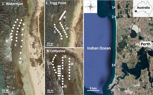 Figure 1. Map of the location of the three study sites along the coastline of Perth, Western Australia (Drawn from Google Maps Citation2022). Letters identify habitat zones: B bare; S outer Sargassum; IP inner platform with diverse algae; IS inner Sargassum; E Ecklonia.