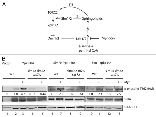 Figure 2. Myriocin-induced TORC2 phosphorylation of Ypk1 requires Slm1/2. (A) Model for sphingolipid regulation of TORC2 activity. Scheme 1 refers to the model described inCitation13 describes a regulation of TORC2 activity by level of sphingolipids, while Scheme 2 refers to the model fromCitation12 describing sphingolipid regulation of Slm1/2 localization as a major influence on the ability of TORC2 to phosphorylate Ypk1. See text for details. (B) WT (SEY6210) and slm1Δslm2Δsac7Δ (PLY1447) strains expressing empty vector (pPL420), Ypk1-HA (pPL433) or SlmPH-Ypk1-HA (pPL495) were grown at 30°C as described in reference Citation1. Protein extracts were prepared using the NaOH cell lysis methodCitation30 and loaded onto SDS-PAGE gels and transferred to nitrocellulose membrane. Membranes were probed with α-HA (Covance; 12CA5, 1:5000), α-phospho-Ypk1 (T662) (1:20,000; described in ref. Citation1) and α-G6PDH (Sigma-Aldrich; 1:100,000) primary antibodies, and visualized using the appropriate secondary antibodies conjugated to IRDye (LI-COR Biosciences; 1:5000) on the Odyssey Infrared Imaging System (LI-COR Biosciences). Quantification below the blot describes the difference relative to WT after normalizing to the α-HA signal.