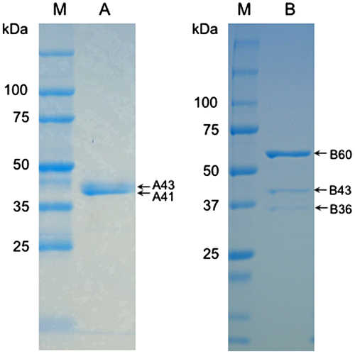 Figure 2. SDS-PAGE of the fractions from hydrophobic interaction chromatography with formaldehyde dismutase activity. Lanes A and B, the representatives of A-fraction and B-fraction, respectively, from Figure 1. Lane M, protein markers. Arrows indicate the molecular weights of bands from the two fractions. Experimental conditions are specified in Materials and methods.