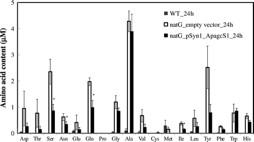 Fig. 6. Extracellular amino acid accumulation in the culture medium.Notes: The extracellular amino acids in the growth medium after 24 h incubation of S. elongatus PCC 7942 were measured. Wild-type, gray bar; ΔnatG mutant harbored empty vector, black bar; ΔnatG mutant harbored ApagcS1, white bar. Asterisk indicates significant difference (p < 0.05) between S. elongatus PCC 7942 cells expressing natG_empty vector_24 h and natG_pSyn1_ApagcS1_24 h. Each value represents the average of three independent measurements and error bars represent standard deviations.