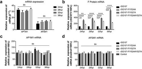 Figure 3. The YLMY motif does not regulate the mRNA expression of AP complexes. (a) the mRNA expression levels of AP1M1 and AP2M1 in control BSR-T7/5 cells at various time points (24, 28, 32, or 36 hpi), as analysed by RT-qPCR. (b–d) the mRNA level of F protein (b), AP1M1 protein (c), or AP2M1 protein (d) in cells infected with an NDV containing a wildtype (rSG10*) or mutant (rSG10*-F/Y524A, rSG10*-F/Y527A, or rSG10*-F/Y524AY527A) YLMY motif. Results in panels a–d represent data pooled from at least two independent experiments. The values presented are the mean ± SD. *p <0.05; **p <0.01; ***p <0.001.