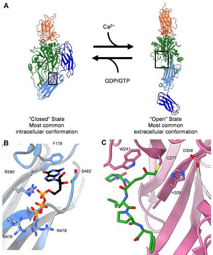 Figure 1 Structure of tissue transglutaminase. (A) Crystal structures of tTG in the closed-state conformation (left, PDB ID 1KV3), and the open-state conformation (right, PDB ID 2Q3Z). Boxes show the binding site for nucleotide or crosslinking substrate, respectively. Addition of calcium drives tTG to the open state, while addition of nucleotide stabilizes the closed state. (B) Zoomed in image of the nucleotide binding pocket of closed-state tTG. Shown in black and colored by heteroatom is the nucleotide GTP. The GTP bound state (PDB 4PYG) is colored in blue and the GDP bound state (1KV3) is colored in grey. GDP is omitted from the nucleotide binding site for clarity, since the position of the nucleotide does not change between states. Amino acid side chains that form hydrogen bonds with the nucleotide are labeled and drawn as sticks. (C) Zoomed in image of the peptide binding site of open-state tTG (PDB 2Q3Z). Shown in green is an irreversible gluten peptide mimetic, Ac-P(DON)LPF-NH2. The highly conserved catalytic triad (C277, H335, D358) is labeled and shown as sticks, with the addition of W241 which is also conserved among transglutaminases.