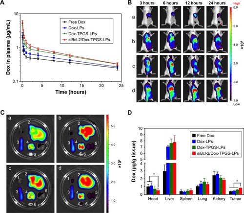 Figure 7 In vivo distribution and pharmacokinetics of the different formulations in H22 tumor-bearing BALB/c female mice.Notes: (A) In vivo pharmacokinetics of siBcl-2/Dox-TPGS-LPs in BALB/c female mice after intravenous injection of free Dox, Dox-LPs, Dox-TPGS-LPs, or siBcl-2/Dox-TPGS-LPs at a Dox dose of 5 mg/kg (n=5). (B) In vivo fluorescence images of BALB/c mice with H22 tumors after the intravenous injection of various DiR-loaded LPs at different time points. (a) Free DiR, (b) DiR-loaded non-coated LPs, (c) DiR-loaded TPGS-coated LPs, and (d) siBcl-2/DiR co-loaded TPGS-coated LPs. Red arrows reprent the tumor sites in BALB/c mice. (C) Ex vivo DiR fluorescence images of excised organs (1: liver, 2: spleen, 3: kidney, 4: lung, 5: heart, and 6: tumor) at 24 hours postinjection. (a) Free DiR, (b) DiR-loaded non-coated LPs, (c) DiR-loaded TPGS-coated LPs, and (d) siBcl-2/Dox co-loaded TPGS-coated LPs. (D) Quantitative analysis of Dox in the excised organs of mice after intravenous injection of free Dox, Dox-LPs, Dox-TPGS-LPs, or siBcl-2/Dox-TPGS-LPs at a Dox dose of 5 mg/kg. Data are presented as mean ± SD (n=5). *P<0.05.Abbreviations: DiR, 1,1′-dioctadecyltetramethyl indotricarbocyanine iodide; Dox, doxorubicin; LPs, liposomes; siBcl-2, Bcl-2 siRNA; TPGS, D-α-tocopherol polyethylene glycol 1000 succinate.