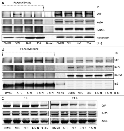 Figure 4. ITC-induced CtIP acetylation and loss of CtIP protein expression. (A, B) HCT116 cells were incubated with 15 μM ITC, 10 mM sodium butyrate (NaB) or 1 μM TSA for 6 h and whole cell lysates were immunoprecipitated with anti-acetyl lysine antibody, followed by immunoblotting for CtIP, Ku70, RAD51 or histone H4, as indicated. IgG was used occasionally as a loading control. (C) Nuclear lysates (no acetyl-lysine IP step) were immunoblotted directly for CtIP and Ku70 at 6 h and 24 h, with β-actin as loading control.
