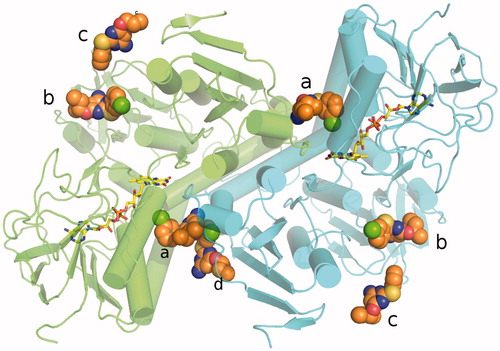 Figure 3. Overall fold of TR in complex with RDS 777. RDS777 is represented as CPK and colored orange and the FAD molecules is represented as sticks and colored in yellow. The seven RDS777 molecules bound to the TR protein are indicated with the a–d letters.
