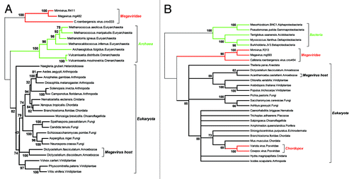 Figure 2. Two reliable phylogenetic reconstructions positionning the Megavirus in a partial Tree of Life. As the quality of the multiple alignment is essential to the reliability of the derived phylogeny, we only included the most similar proteins sequences of each clade in the analyses. (A) Positionning of the three closest Megavirus relatives using the largest clamp loader subunits. The multiple alignment (default options) and tree reconstruction (neighbor joining on 312 ungapped position, JTT substitution model) was performed using the on the MAFFT server (mafft.cbrc.jp/alignment/server/). The highly divergent bacterial homologs were not included, to preserve the quality of the multiple alignment. The deepest bootstrap values indicate the total lack of affinity of the Megaviridae sequences with both the archaeal and eukaryotic domains. (B) Positionning of the three closest Megavirus relatives using their largest ribonucleoside diphosphate reductase subunits. The multiple alignment (default options) and tree reconstruction (neighbor joining on 735 ungapped position, JTT substitution model) was performed as above. This time, the highly divergent archaeal homologs were not included, to preserve the quality of the multiple alignment. The deepest bootstrap values indicate a total lack of affinity of the Megaviridae with the bacterial and eukaryotic domains. In contrast, the acquisition of the vertebrate gene by the chordopoxviruses is showing very clearly, serving as an internal control that virus genes acquired by lateral transfer are indeed detectable. Amoebozoa sequences are indicated in A) and B) to emphasize that the Megavirus/Mimivirus genes do not cluster with their host’s homologs.