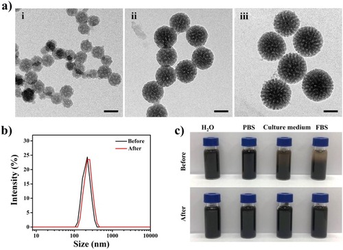 Figure 1 (a) TEM images of MPDA nanoparticles: (i) ~80 nm, (ii) ~140 nm, and (iii) ~190 nm. The scale bars are 100 nm. (b) Hydrodynamic diameters of MPDA (~190 nm) before and after PEG modified. (c) Photographs of MPDA before and after PEG modified in different media (water, PBS, RPMI-1640 medium (containing 10% FBS), FBS) for 4 hrs.Abbreviations: TEM, transmission electron microscope; MPDA, mesoporous polydopamine; PEG, polyethylene glycol; PBS, phosphate buffer saline; RPMI, Roswell Park Memorial Institute; FBS, fetal calf serum.