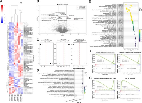 Figure 4. Bioinformatic analyses of RNA-seq data from 24-hour curvature exposure on hESC-NE. (A) A heatmap representation for DEGs selected from all two-member combination of the three experiment groups, control, concave 24hr, and convex 24hr. Any genes passed threshold of Welch’s t-test p-value < 0.005 and |Log2FC| > 0.5 were included in the heatmap, along with hierarchical clustering. (B) A volcano plot for the comparison group between the control and the convex group. Genes that passed Welch’s t-test p-value < 0.005 and |Log2FC| > 0.5 were annotated for their gene symbol. (C) Linear separation plots from perceptron-without-weight analysis. Three only genes, either protein-coding or long non-coding RNA, were presented. y=1 represents the concave group and y=0 the control. (D) Over-representation analysis with Enrichr was conducted on the possibly co-regulated genes with the three genes, BIK, CABS1, and LINC02205, extracted by selecting genes exceeding Pearson’s r of 0.8 and its p-value under 0.001. Biological pathways that passed threshold of false discovery rate (FDR) < 0.2 were displayed in a dot plot, where the color represents its p-value and the size of dot signifies its ratio in the given genes of interest. (E) A dot plot summary of GSEA performed between the concave (positive) and the uncurved control, where each gene set is listed from up to bottom, from the lowest normative p-value to the highest. Each graphic ball whose size represents the ratio of the genes in the gene set, is positioned from left to right according to their normalized enrichment scores (NES), where positive NES notes enrichment in the stretching group and negative NESs indicates enrichment in the compression group. The absolute value of the NES shows the magnitude of enrichment from Gene Ontology. (F) Examples of significant GSEA results associated with energy metabolism from Gene Ontology. (G) Examples of significant GSEA results associated with morphogenetic processes from the comparison between the concave (positive) and convex (negative) group from MSigdb.