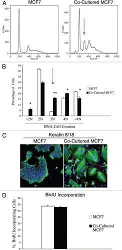 Figure 5 Fibroblasts induce aneuploidy in co-cultured MCF7 cells. (A and B) DNA cell content analysis. GFp (+) MCF7 cells were plated in mono-culture or in co-culture with hteRt-fibroblasts. the day after, media was changed to DMEM with 10% NuSerum and cells were grown for 48 hours. then, to isolate the GFP (+) MCF7 cell population from the fibroblasts, co-cultured cells were FACS-sorted using a 488 nm laser. As a critical control, mono-cultures of GFP (+) MCF7 cells were sorted in parallel. Then, sorted cells were fixed and stained with PI. DNA cell content was analyzed by flow cytometry. (A) Representative traces. Note that co-culture with fibroblasts induces the appearance of a large aneuploid peak (cells with an abnormal DNA content of ∼3N) in MCF7 cells (red arrow). In addition, a larger population of cells with DNA content of 4N is detected in co-cultured MCF7 cells compared to MCF7 cell mono-cultures. (B) Cell numbers with a given DNA cell content were determined and graphed as a percentage of the total population. *p < 0.01, **p < 0.0000003. (C) Immunofluorescence. MCF7 cells were grown in mono-culture or in co-culture with hTERT-fibroblasts for 5 days. Then, cells were fixed and immunostained with antibodies directed against Cav-1 (red, labeling fibroblasts) and K8/18 (green, labeling MCF7 cells). Nuclei were counterstained with DAPI (blue). Note that many MCF7 cells in co-culture are multinucleated, suggesting that in co-culture a sub-population of MCF7 cells undergo nuclear, but not cellular division. Note also that Cav-1 expression is very low in co-cultured fibroblasts, as expected. original magnification, 20x. (D) BrdU incorporation. To evaluate proliferation, GFP (+) MCF7 cells were grown in co-culture with hTERT-fibroblasts or in mono-culture for 48 hours. Then, cells were pulsed-labeled with BrdU for one hour, sorted to purify the GFP (+) cells and fixed overnight. BrdU incorporation was analyzed by flow cytometry. Co-culture with fibroblasts does not affect proliferation of MCF7 cells. Columns, relative BrdU incorporation from at least three independent experiments; bars, SEM.