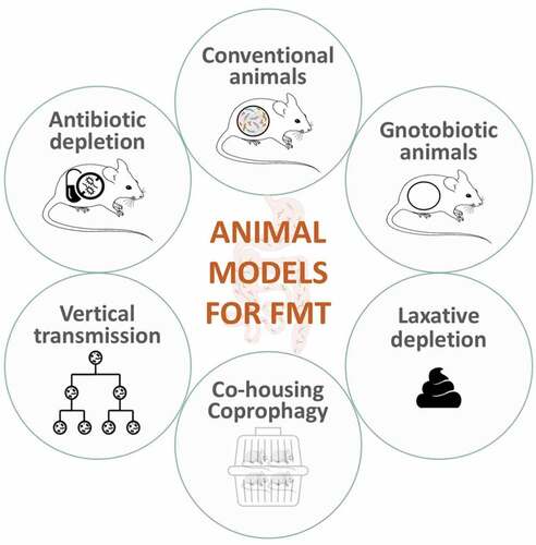 Figure 2. Most commonly used animal models as recipients for fecal microbiota transplants