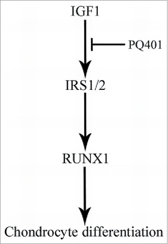 Figure 8. Schematic diagram shows the involvement of IGF1 in the differentiation of antler chondrocytes. IRS1/2 may act downstream of IGF1 to regulate chondrocyte differentiation through targeting RUNX1.