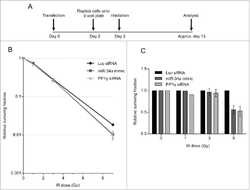 Figure 7. PP1 depletion using siRNA or an miR-34a mimic decreases clonogenic cell survival after DNA damage. (A) Experimental scheme. Cal51 cells were transfected with Luc siRNA, miR-34a mimic or PP1γ siRNA. Cells were replated into 6-well plates at 48 h post-transfection. At 72 h post-transfection, the plates were irradiated (1, 3, or 9 Gy), incubated for further ˜10 days and subjected to crystal violet staining once they reached their optimal density. The colonies were then counted and analyzed. (B) Survival curves from a representative experiment (±SD). (C) Survival fraction values of each experimental sample were normalized to those from the corresponding Luc siRNA transfected samples exposed to the same IR dose (2-way ANOVA with Bonferroni's post-test; ***P < 0.001) (mean ± SEM; n = 2).