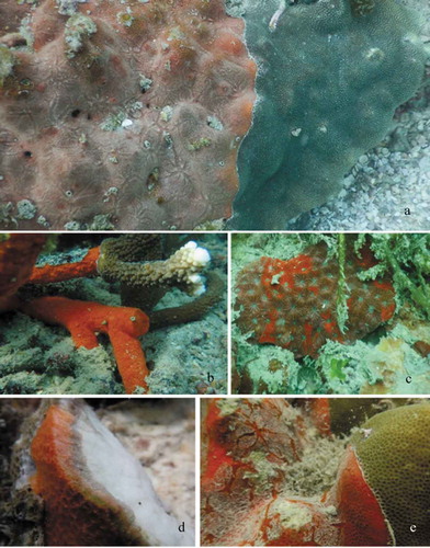Figure 2. Clathria (Microciona) aceratoobtusa at Vilanguchalli Island, Gulf of Mannar. (a) A prominent and profound dermal canal pattern was radiating all over the body upon close observation underwater; (b) Sponge infestation on live tissues of Acropora muricata; (c) Infestation on Favia sp.; (d) The sponge penetrates in a downward direction, inside the coral; (e) Intact corallites, smothered by the sponge cover, still detectable. Scale bars: a, b, c = 2 cm; d, e = 1 cm