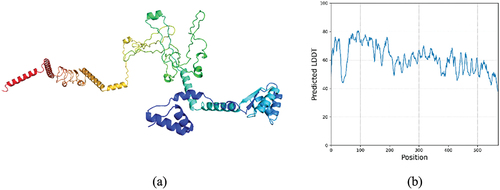 Figure 5. (a) predicted tertiary structure of the vaccine construct (B) predicted LDDT of the selected model 1.