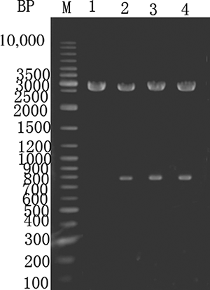 Figure 3.  Enzyme digestion of E. coli expressing pMD18-TC. M—GeneRuler DNA ladder marker. Lane 1—pMD18-T digested with XbaI and Hind III. Lanes 2–4—pMD18–T-C digested with XbaI and Hind III.