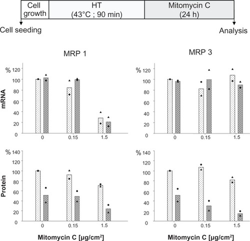 Figure 2 Mitomycin C concentration influences MRP 1 and MRP 3 expression pattern and hyperthermia intensifies these effects.Notes: After treating with hyperthermia (43°C, 90 minutes), BT474 cells were exposed to mitomycin C (up to 1.5 μg/cm2 for 24 hours). Immediately afterwards, mRNA and protein were isolated and finally RT-PCR and immunoblotting were performed. Semiquantitative analysis of MRP 1 and 3 specific PCR products (286 and 322 bp, respectively) separated via agarose gel electrophoresis (top panel) as well as of corresponding MRP-specific protein bands on immunoblots (190 kDa) (bottom panel). For details see Methods. Expression was given in per cent of nontreated controls. All data were additionally normalized to GAPDH. Bars indicate mean of two independent experiments, both experimental values are indicated by symbols. Light and dark bars: cells without and with hyperthermic treatment, respectively.Abbreviations: GAPDH, glyceraldehyde-3-phosphate dehydrogenase; HT, hyperthermia; MRP, multidrug resistance protein; RT-PCR, reverse transcription polymerase chain reaction.