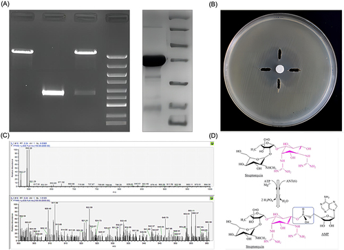 Figure 1 Construction of recombinant plasmid ant(6)FMS-007/pET15b and resistance mechanism of ANT(6)FMS-007. (A) Double enzyme cleavage of recombinant plasmid ant(6)FMS-007/pET15b and SDS-PAGE of expression and purification of ANT(6)FMS-007; pET15b: empty plasmid, ant(6): the putative ant(6)FMS-007 gene, ant(6)/pET15b: recombinant plasmid; (B) function of ANT(6)FMS-007 in vitro (left-side hole, 20 μL 10 mM PBS; The hole in the top, 5 μL 100 mM ATP+15 μL 10 mM PBS; right-side hole, 15 μL 2 μg/μL ANT(6)FMS-007+5 μL 10 mM PBS; The hole at the bottom: 15 μL 2 μg/μL ANT(6)FMS-007+5 μL 100 mM ATP); (C) mass spectrometry of streptomycin treated with ANT(6)FMS-007; (D) schematic diagram of ANT(6)FMS-007 modifying STR.