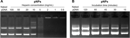Figure 3 Stability of plasmid deoxyribonucleic acid (pDNA)-loaded lipopolysaccharide-amine nanopolymersomes (pNPs) to heparin replacement.Notes: pNP solution incubated with (A) heparin at a different concentration for 15 minutes and (B) 10 mg/mL heparin for a different time.