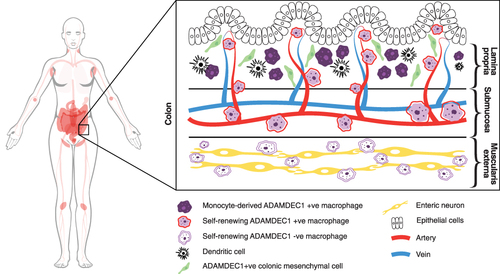 Figure 4 ADAMDEC1 gene expression in human tissue and organs is restricted to the lower gastrointestinal tract, lymph nodes, tonsils, spleen, urinary bladder and placenta (coloured in pink). (Image adapted from Human Protein Atlas available from http://www.proteinatlas.org/ENSG00000134028-ADAMDEC1/tissue).15 At the cellular level within the colon ADAMDEC1 expression has been identified in a number of macrophage populations and a subpopulation of colonic mesenchymal cells.