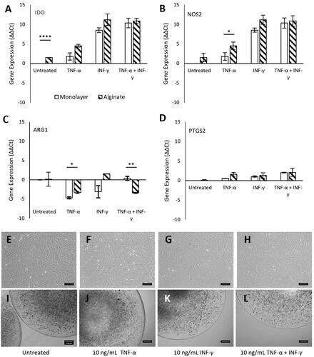 Figure 3. Effect of alginate encapsulation on MSC immunosuppressive genes: Gene expression (ΔΔCt) of key immunosuppressive genes IDO (a), NOS2 (b), ARG1 (c) and PTGS2 (d) in MSCs as measured using qRT-PCR. MSC as monolayers on tissue culture plastic or encapsulated within alginate beads were either left untreated or exposed to 10 mg/ml TNF-α, 10 ng/ml INFγ or both (10 ng/ml TNF-α + 10 ng/ml INFγ) for 24h. Both β-Actin and HPRT-1 were used as the housekeeping genes. Error bars represent standard error for N = 3 and line over columns indicate groups that were significantly different from each other (Tukey’s HSD, p < 0.05). Bright field micrographs of monolayer of MSCs on tissue culture plastic (e-h) and encapsulation with alginate beads (i - l). Scale bar = 200 μm.