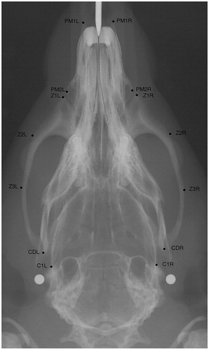 Figure 2. Axial radiograph of the rat skull with the points used in this study.ViscerocraniumPM1L: most anterior and lateral point of left premaxillaPM1R: most anterior and lateral point of right premaxillaPM2L: most lateral point of left premaxillaPM2R: most lateral point of right premaxillaZ1L: most anterior point of the zygomatic process of the left maxillaZ1R: most anterior point of the zygomatic process of the right maxillaZ2L: anterior and lateral point of the zygomatic process of the left maxillaZ2R: anterior and lateral point of the zygomatic process of the right maxillaZ3L: most lateral point of the left Zygomatic arch.Z3R: most lateral point of the right Zygomatic arch.MandibleCDL: most lateral point of the left condyleCDR: most lateral point of the right condyleNeurocraniumC1L: point on the intersection between left squamosal bone and anterior edge of tympanic bulla.C1R: point on the intersection between right squamosal bone and anterior edge of tympanic bulla.