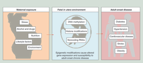 Figure 1.  The link between an adverse in utero environment and epigenetic modifications that take place in the developing fetus and may have lifelong consequences.