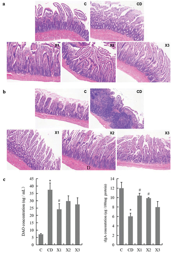 Figure 3. Xylitol ameliorated clinical symptoms in the diabetic rat in small intestine. (A) and (B) are representative H&E stained histological section from the jejunum and ileum (original magnifications, ×100). (C) Xylitol reduced DAO (diamine oxidase) concentration in serum of the diabetic rat. (D) Xylitol increased concentrations of sIgA in intestinal tissues of the diabetic rat. Results are given as means ± SEM. Differences between groups were determined by ANOVA followed by Duncan’s test. * p < .05 vs control group; # p < .05 vs diabetic model group. C: control group; CD: diabetic control group; X1: 1.25 g/kg·bw xylitol; X2: 2.5 g/kg·bw xylitol; X3: 5 g/kg·bw xylitol.