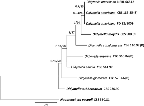 Fig. 2 Phylogenetic relationships inferred using a Bayesian inference dendrogram between Didymella americana identified in this study (Didymella americana NRRL 66312) and other Didymella species using concatenated sequences of the ITS, tub2, LSU and rpb2 genes. CBS-KNAW Fungal Biodiversity Centre reference numbers are provided following species name. Ex-type strains are presented in bold. Species reference strains formalized by Boerema et al. (Citation2004) are marked with (B) following the CBS reference number. Numbers at branches indicate Bayesian posterior probabilities and maximum likelihood percentage bootstrap support (BPP/MLbs). Scale bar indicates the proportional genetic similarity. The dendrogram is rooted using Neoascochyta paspali CBS 560.81.