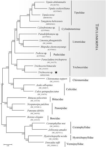 Figure 2. Phylogenetic tree of Tipulomorpha based on whole mitochondrial genomes using maximum-likelihood analysis. Numbers above the branches are bootstrap percentages. GenBank accession numbers of each species were listed in the tree.